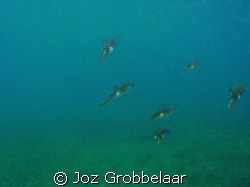 Cattlefish being nosy ganging up against me probably to p... by Joz Grobbelaar 